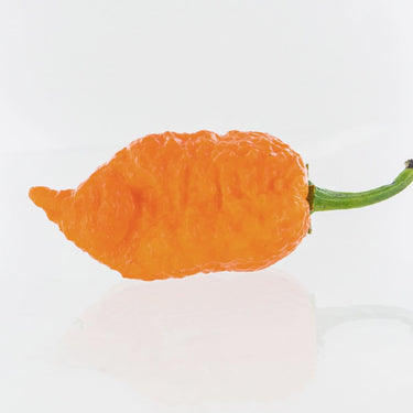 Apocalypse Scorpion X Jays Peach Ghost Scorpion Pepper Seeds - The Pepper Pantry (Formerly Marie Sharp's)